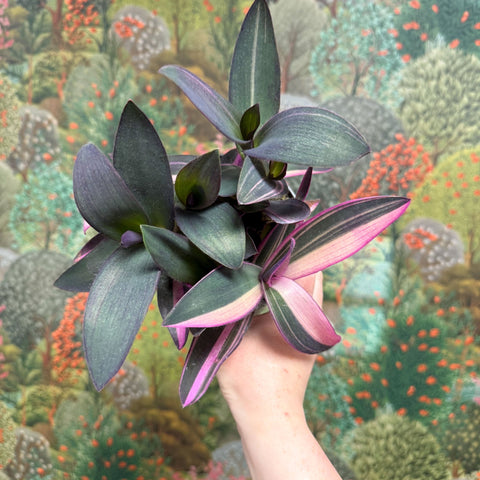 Tradescantia pallida 'Pink Stripe' - Sprouts of Bristol