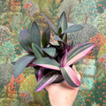 Tradescantia pallida 'Pink Stripe' - Sprouts of Bristol