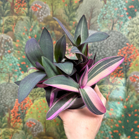 Tradescantia pallida 'Pink Stripe' - Sprouts of Bristol