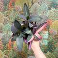 Tradescantia pallida 'Pink Stripe' - Sprouts of Bristol