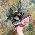 Tradescantia pallida 'Pink Stripe' - Sprouts of Bristol