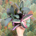 Tradescantia pallida 'Pink Stripe' - Sprouts of Bristol