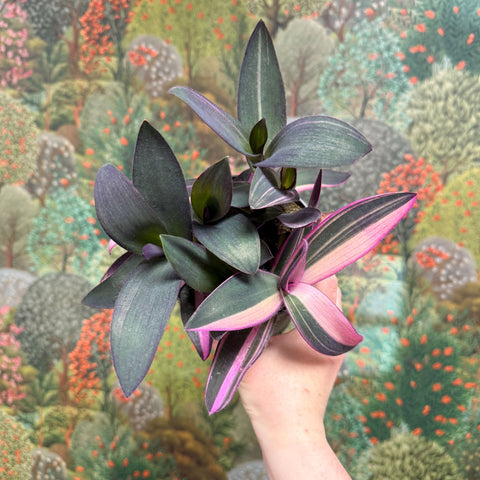 Tradescantia pallida 'Pink Stripe' - Sprouts of Bristol