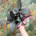 Tradescantia pallida 'Pink Stripe' - Sprouts of Bristol