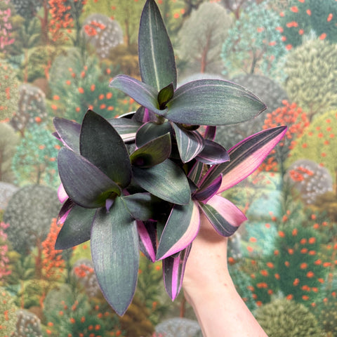 Tradescantia pallida 'Pink Stripe' - Sprouts of Bristol