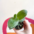 Tradescantia sillamontana - Velvet Inch Plant - Welsh Grown - Sprouts of Bristol