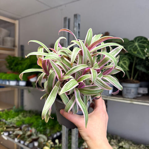 Tradescantia spathacea 'Varicolor’ - Spider Lily - Sprouts of Bristol