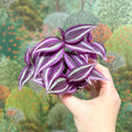 Tradescantia zebrina 'Pink Joy' - Inch Plant - Sprouts of Bristol