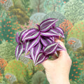 Tradescantia zebrina 'Pink Joy' - Inch Plant - Sprouts of Bristol