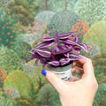 Tradescantia zebrina 'Pink Joy' - Inch Plant - Sprouts of Bristol