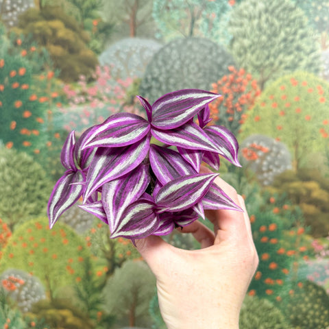 Tradescantia zebrina 'Pink Joy' - Inch Plant - Sprouts of Bristol