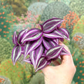 Tradescantia zebrina 'Pink Joy' - Inch Plant - Sprouts of Bristol