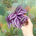 Tradescantia zebrina 'Pink Joy' - Inch Plant - Sprouts of Bristol