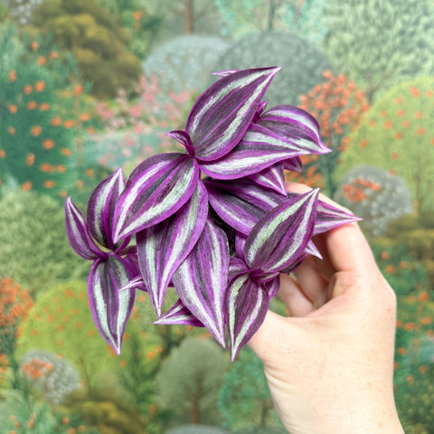 Tradescantia zebrina 'Pink Joy' - Inch Plant - Sprouts of Bristol