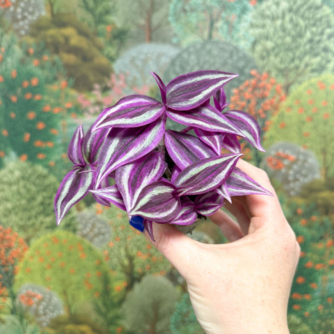 Tradescantia zebrina 'Pink Joy' - Inch Plant - Sprouts of Bristol