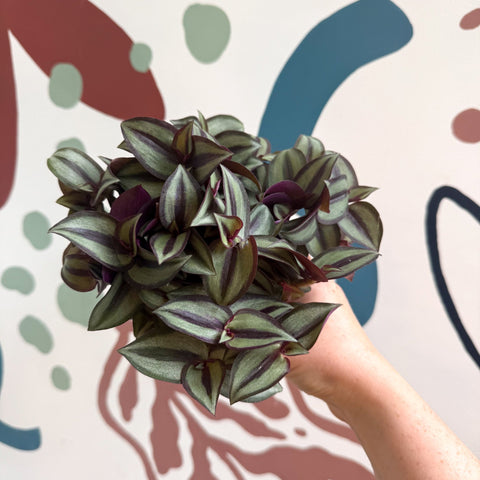 Tradescantia zebrina 'Silver Sicilian' - Silver Inch Plant - Sprouts of Bristol
