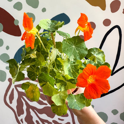 Tropaeolum majus 'Alaska Series' - Variegated Nasturtium - Sprouts of Bristol