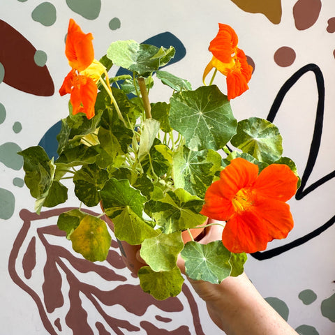 Tropaeolum majus 'Alaska Series' - Variegated Nasturtium - Sprouts of Bristol