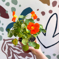Tropaeolum majus 'Alaska Series' - Variegated Nasturtium - Sprouts of Bristol