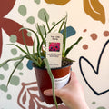 Tulipa 'Little Beauty' - Potted Pink Tulip Bulbs - British Grown - Sprouts of Bristol