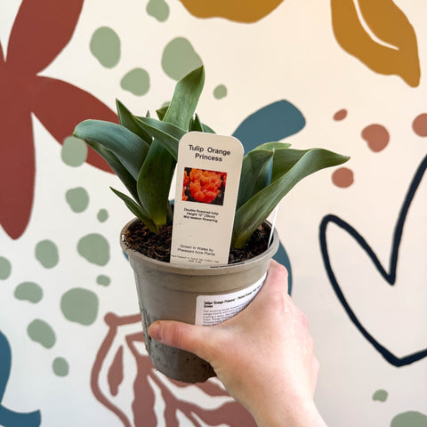 Tulipa 'Orange Princess' - Potted Orange Tulip Bulbs - British Grown - Sprouts of Bristol