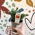 Tulipa 'Orange Princess' - Potted Orange Tulip Bulbs - British Grown - Sprouts of Bristol