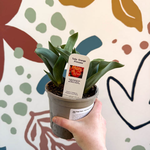 Tulipa 'Orange Princess' - Potted Orange Tulip Bulbs - British Grown - Sprouts of Bristol