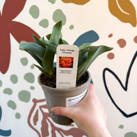 Tulipa 'Orange Princess' - Potted Orange Tulip Bulbs - British Grown - Sprouts of Bristol