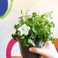 Tussock Bellflower - Campanula carpatica 'Pearl White' - British Grown - Sprouts of Bristol