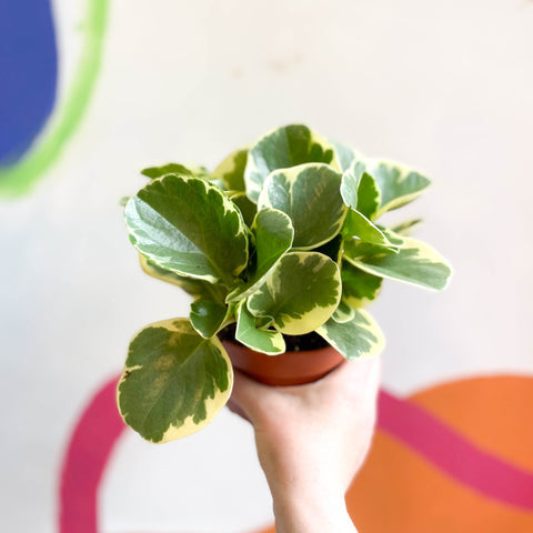 Variegated Baby Rubberplant - Peperomia obtusifolia `Variegata' - Sprouts of Bristol