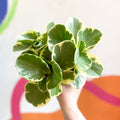 Variegated Baby Rubberplant - Peperomia obtusifolia `Variegata' - Sprouts of Bristol