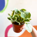 Variegated Baby Rubberplant - Peperomia obtusifolia `Variegata' - Sprouts of Bristol