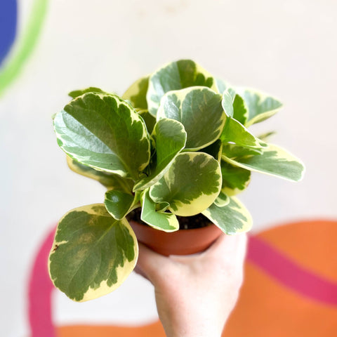 Variegated Baby Rubberplant - Peperomia obtusifolia `Variegata' - Sprouts of Bristol