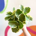 Variegated Baby Rubberplant - Peperomia obtusifolia `Variegata' - Sprouts of Bristol