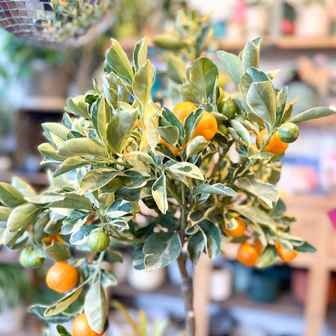Variegated Calamondin Orange - Citrus × microcarpa 'Variagata' - Sprouts of Bristol