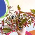 Variegated Hardy Fuchsia Bush - Fuchsia 'Tom West' - British Grown - Sprouts of Bristol