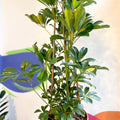 Variegated Umbrella Plant - Schefflera arboricola - Sprouts of Bristol