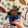 Verbena bonariensis - Purpletop Vervain - British Grown Hardy Perennial - Sprouts of Bristol