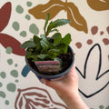 Verbena bonariensis - Purpletop Vervain - British Grown Hardy Perennial - Sprouts of Bristol