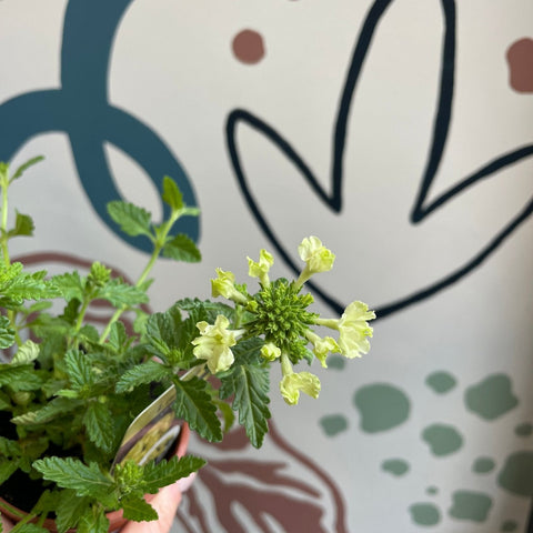 Verbena 'Lanai Green' - British Grown - Sprouts of Bristol