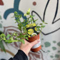Verbena 'Lanai Green' - British Grown - Sprouts of Bristol