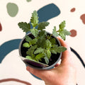 Verbena 'Samira Deep Blue' - British Grown - Sprouts of Bristol