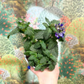 Verbena 'Vanessa Dark Blue' - Sprouts of Bristol
