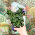 Verbena 'Vanessa Dark Blue' - Sprouts of Bristol