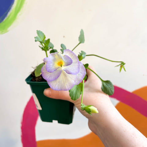 Viola 'Etain' - Cotswold Grown Herbaceous Perennial - Sprouts of Bristol