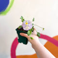 Viola 'Etain' - Cotswold Grown Herbaceous Perennial - Sprouts of Bristol