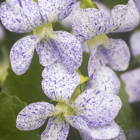 Viola 'Freckles' Seeds - Sprouts of Bristol