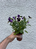 Viola & Pansy - Mixed - British Grown - Sprouts of Bristol