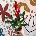 Vriesea ‘Twinkle’ - Flaming Sword Bromeliad - Sprouts of Bristol
