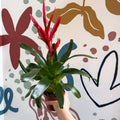 Vriesea ‘Twinkle’ - Flaming Sword Bromeliad - Sprouts of Bristol
